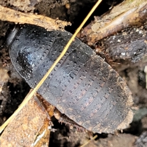 Molytria sp. (genus) at Mulloon, NSW - 10 Jan 2022