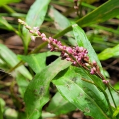 Persicaria decipiens (Slender Knotweed) at Mulloon, NSW - 9 Jan 2022 by tpreston