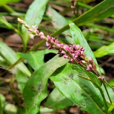 Persicaria decipiens (Slender Knotweed) at Mulloon, NSW - 9 Jan 2022 by tpreston