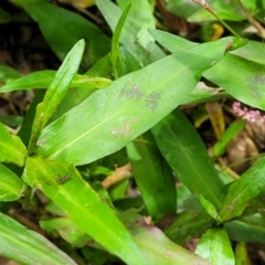 Persicaria decipiens at Mulloon, NSW - 10 Jan 2022