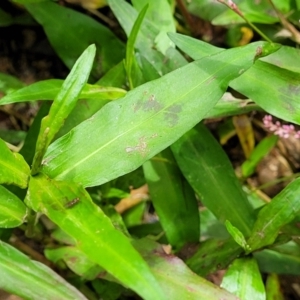 Persicaria decipiens at Mulloon, NSW - 10 Jan 2022