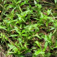 Persicaria decipiens at Mulloon, NSW - 10 Jan 2022