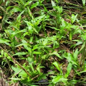 Persicaria decipiens at Mulloon, NSW - 10 Jan 2022 10:43 AM