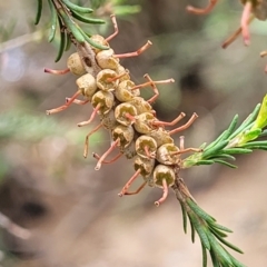 Melaleuca parvistaminea (Small-flowered Honey-myrtle) at Mulloon, NSW - 10 Jan 2022 by trevorpreston