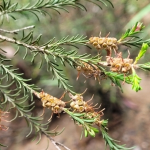 Melaleuca parvistaminea at Mulloon, NSW - 10 Jan 2022 10:42 AM