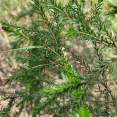 Melaleuca parvistaminea at Mulloon, NSW - 10 Jan 2022 10:42 AM