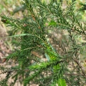 Melaleuca parvistaminea at Mulloon, NSW - 10 Jan 2022