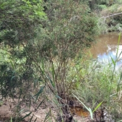 Melaleuca parvistaminea at Mulloon, NSW - 10 Jan 2022 10:42 AM