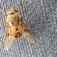 Dasybasis sp. (genus) (A march fly) at Mulloon, NSW - 10 Jan 2022 by trevorpreston