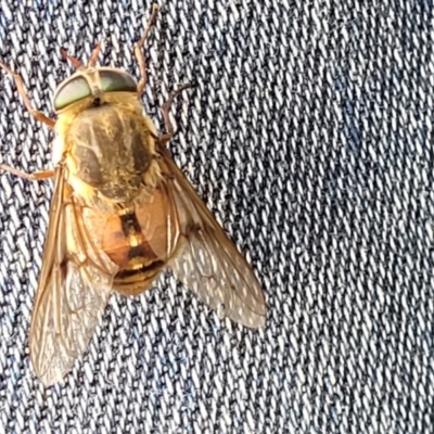 Dasybasis sp. (genus) (A march fly) at QPRC LGA - 9 Jan 2022 by tpreston