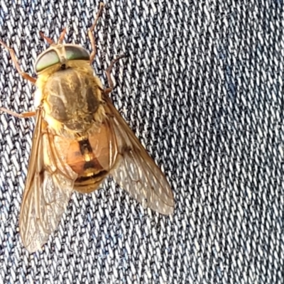 Dasybasis sp. (genus) (A march fly) at Mulloon, NSW - 9 Jan 2022 by tpreston