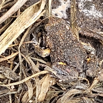 Uperoleia laevigata (Smooth Toadlet) at QPRC LGA - 9 Jan 2022 by tpreston