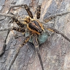 Dolomedes sp. (genus) (Fishing spider) at QPRC LGA - 9 Jan 2022 by tpreston