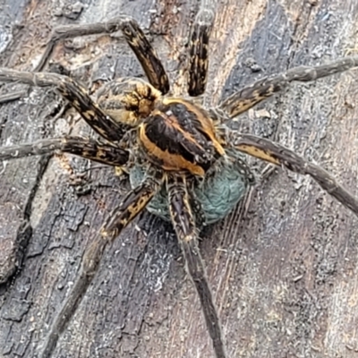 Dolomedes (genus) (Fishing spider) at Mulloon, NSW - 10 Jan 2022 by trevorpreston