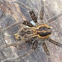 Dolomedes sp. (genus) at Mulloon, NSW - 10 Jan 2022