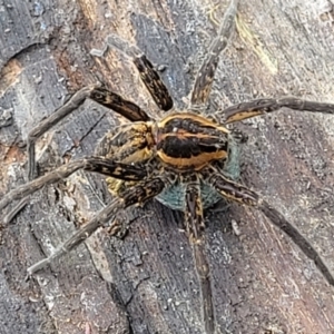 Dolomedes sp. (genus) at Mulloon, NSW - 10 Jan 2022