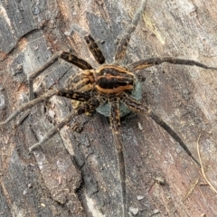 Dolomedes sp. (genus) at Mulloon, NSW - 10 Jan 2022