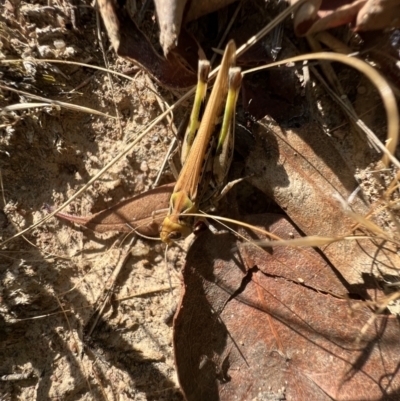 Chortoicetes terminifera (Australian Plague Locust) at Murrumbateman, NSW - 10 Jan 2022 by SimoneC