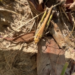 Chortoicetes terminifera at Murrumbateman, NSW - 10 Jan 2022 05:41 PM