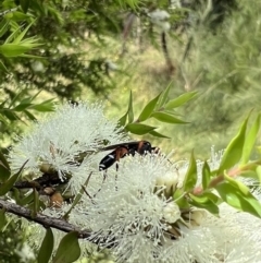Ichneumon promissorius (Banded caterpillar parasite wasp) at Murrumbateman, NSW - 9 Jan 2022 by SimoneC