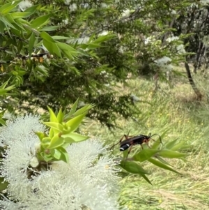 Ichneumon promissorius at Murrumbateman, NSW - 10 Jan 2022