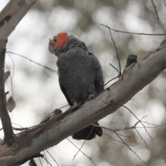 Callocephalon fimbriatum (Gang-gang Cockatoo) at Cook, ACT - 10 Jan 2022 by Tammy