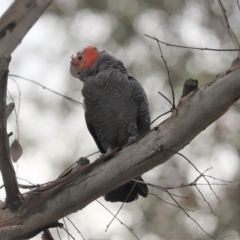 Callocephalon fimbriatum (Gang-gang Cockatoo) at Cook, ACT - 9 Jan 2022 by Tammy