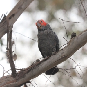 Callocephalon fimbriatum at Cook, ACT - 10 Jan 2022