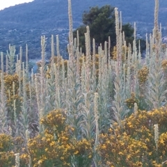 Verbascum thapsus subsp. thapsus (Great Mullein, Aaron's Rod) at Kambah, ACT - 10 Jan 2022 by michaelb