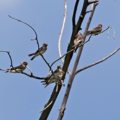 Petrochelidon ariel (Fairy Martin) at Jerrabomberra Wetlands - 10 Jan 2022 by RodDeb