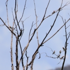 Petrochelidon ariel at Fyshwick, ACT - 10 Jan 2022 12:40 PM