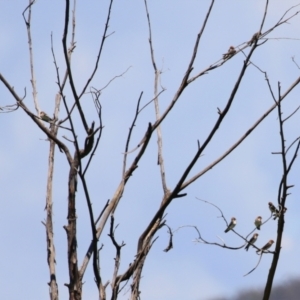 Petrochelidon ariel at Fyshwick, ACT - 10 Jan 2022 12:40 PM