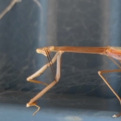 Archimantis latistyla at Yass River, NSW - 10 Jan 2022