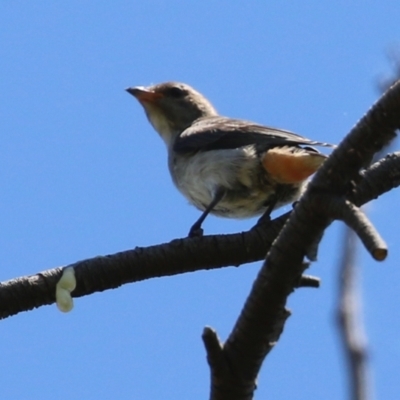 Dicaeum hirundinaceum (Mistletoebird) at Fyshwick, ACT - 10 Jan 2022 by RodDeb