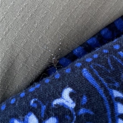 Aedes (Rampamyia) notoscriptus (Striped Mosquito) at Murrumbateman, NSW - 10 Jan 2022 by SimoneC