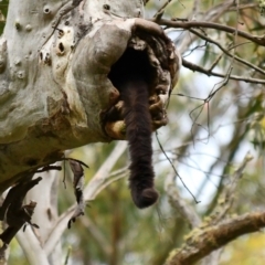 Petauroides volans (Southern Greater Glider) at Brindabella National Park - 2 Jan 2022 by PennyD