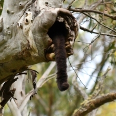 Petauroides volans (Greater Glider) at Uriarra, NSW - 2 Jan 2022 by PennyD