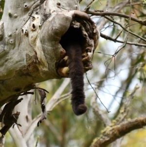Petauroides volans at Uriarra, NSW - 2 Jan 2022
