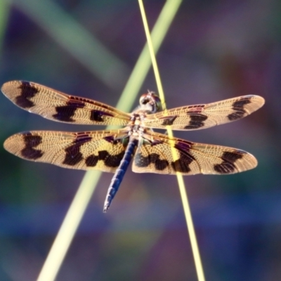 Rhyothemis graphiptera (Graphic Flutterer) at Broulee Moruya Nature Observation Area - 10 Jan 2022 by LisaH