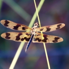 Rhyothemis graphiptera (Graphic Flutterer) at Moruya, NSW - 10 Jan 2022 by LisaH