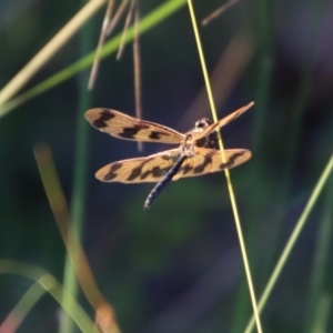 Rhyothemis graphiptera at Moruya, NSW - suppressed