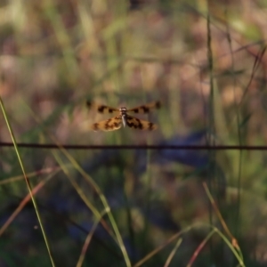 Rhyothemis graphiptera at Moruya, NSW - suppressed