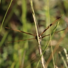 Rhyothemis graphiptera at Moruya, NSW - suppressed