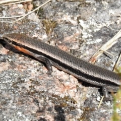 Acritoscincus platynotus (Red-throated Skink) at Namadgi National Park - 9 Jan 2022 by JohnBundock