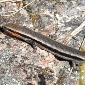 Acritoscincus platynotus at Rendezvous Creek, ACT - 10 Jan 2022