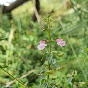 Scutellaria humilis at Yass River, NSW - 9 Jan 2022 10:55 AM