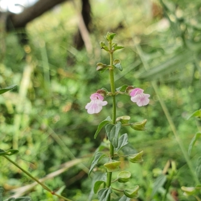 Scutellaria humilis (Dwarf Skullcap) at Yass River, NSW - 8 Jan 2022 by SenexRugosus