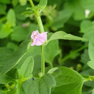 Scutellaria humilis at Yass River, NSW - 9 Jan 2022 10:55 AM