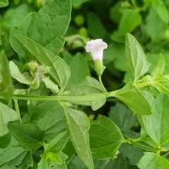 Scutellaria humilis at Yass River, NSW - 9 Jan 2022 10:55 AM