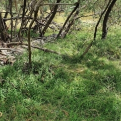 Scutellaria humilis at Yass River, NSW - 9 Jan 2022